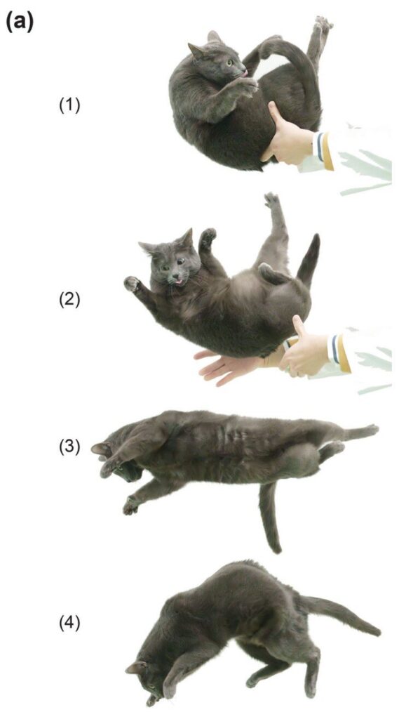 chats-pattes-tombent