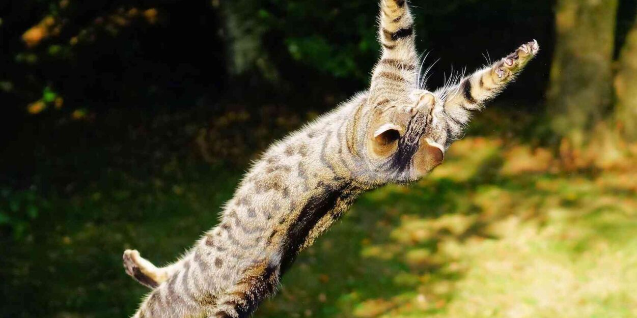 chats-retombent-pattes-couv