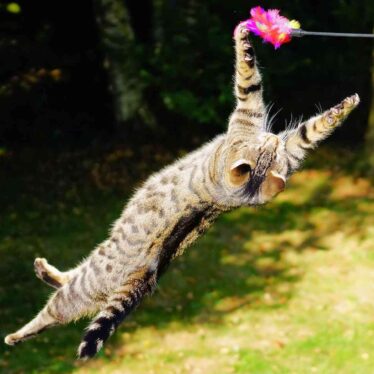 chats-retombent-pattes-couv