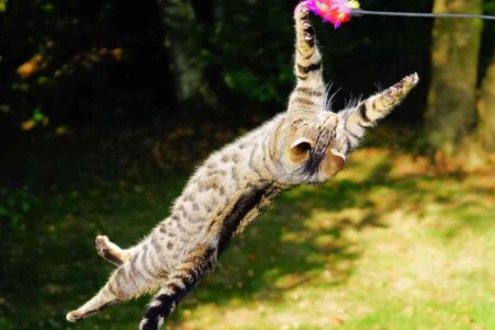 chats-retombent-pattes-couv