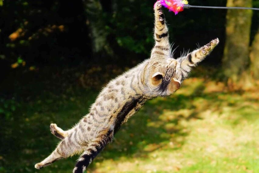 chats-retombent-pattes-couv