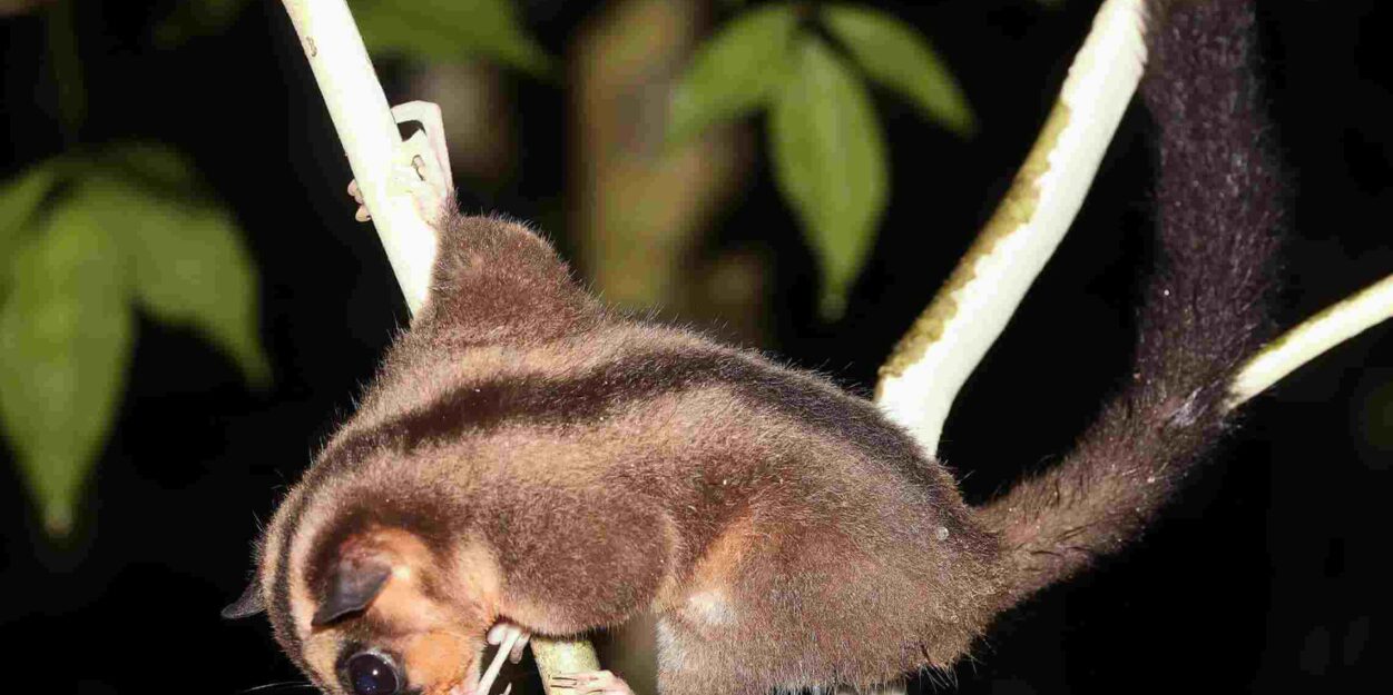 deux-marsupiaux-nouvelle-guinee-couv