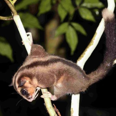 deux-marsupiaux-nouvelle-guinee-couv