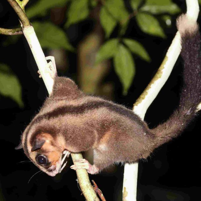 deux-marsupiaux-nouvelle-guinee-couv