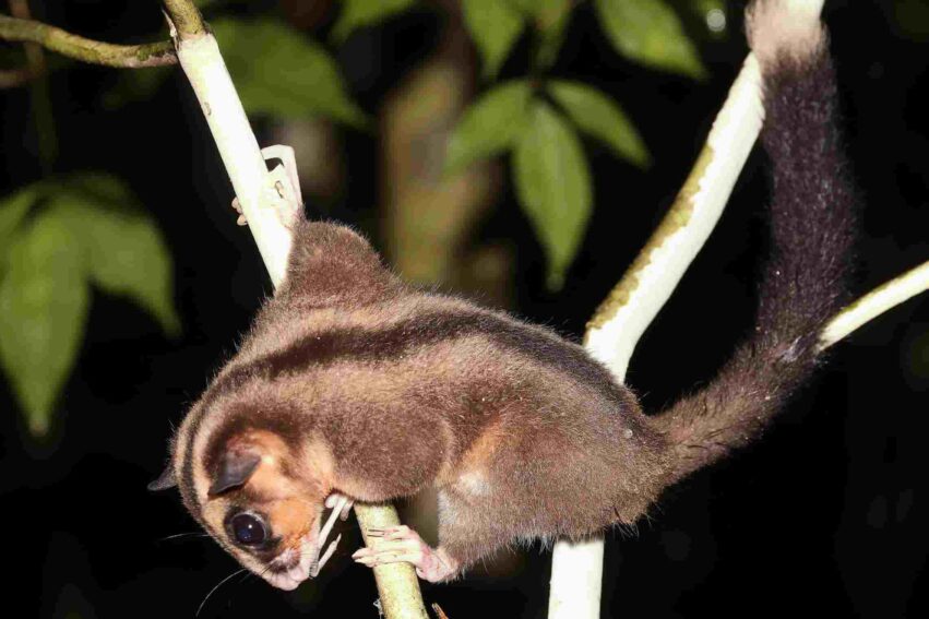 deux-marsupiaux-nouvelle-guinee-couv