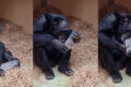 fascination-chimpanzes-cristaux-couv