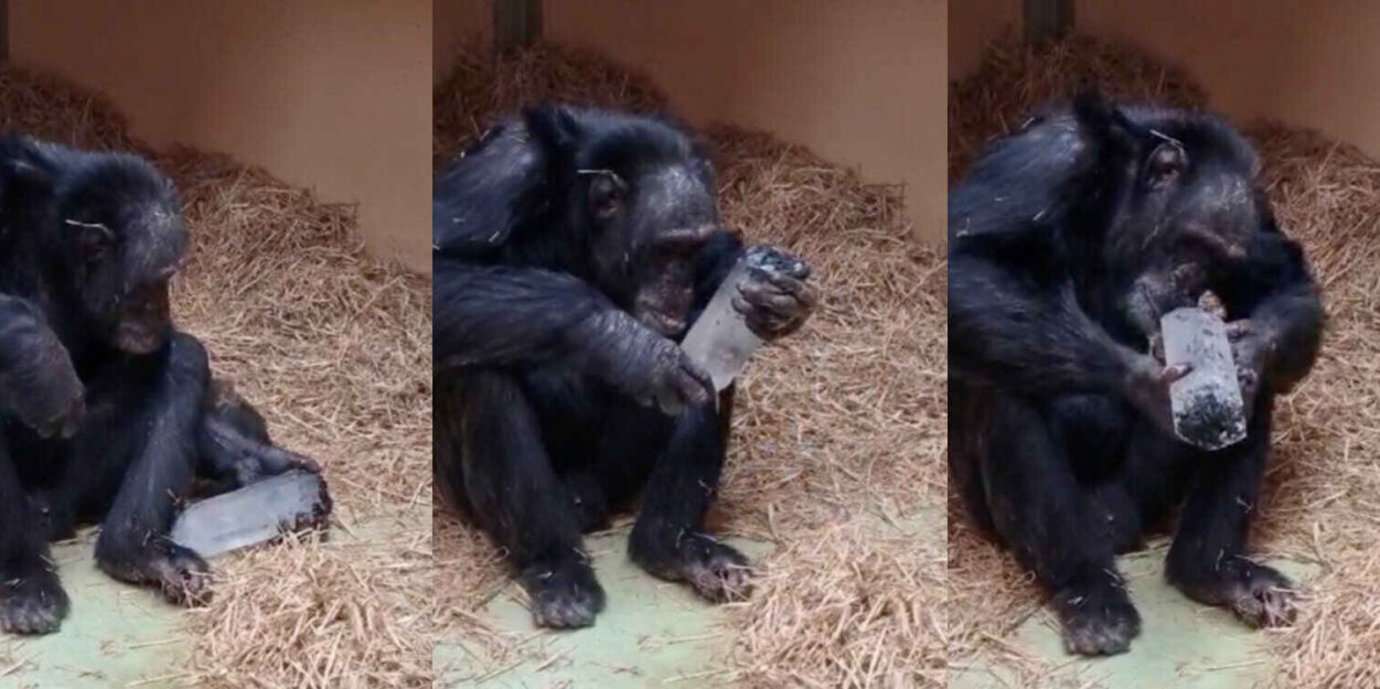 fascination-chimpanzes-cristaux-couv