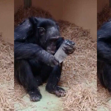 fascination-chimpanzes-cristaux-couv