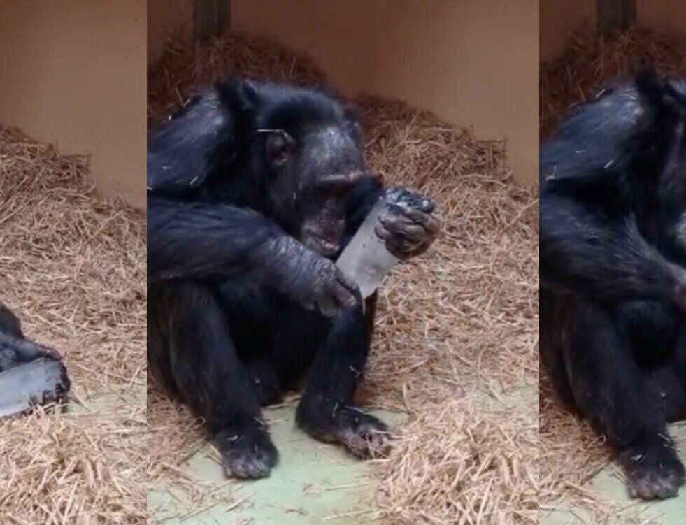 fascination-chimpanzes-cristaux-couv