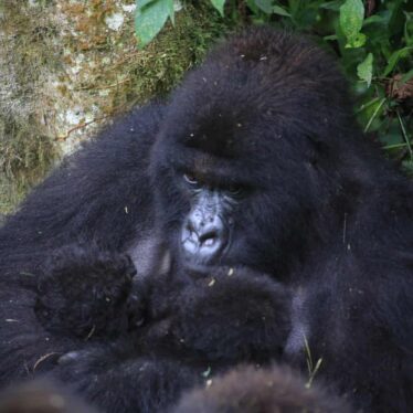 gorilles-montagne-jumeaux-couv