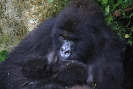 gorilles-montagne-jumeaux-couv