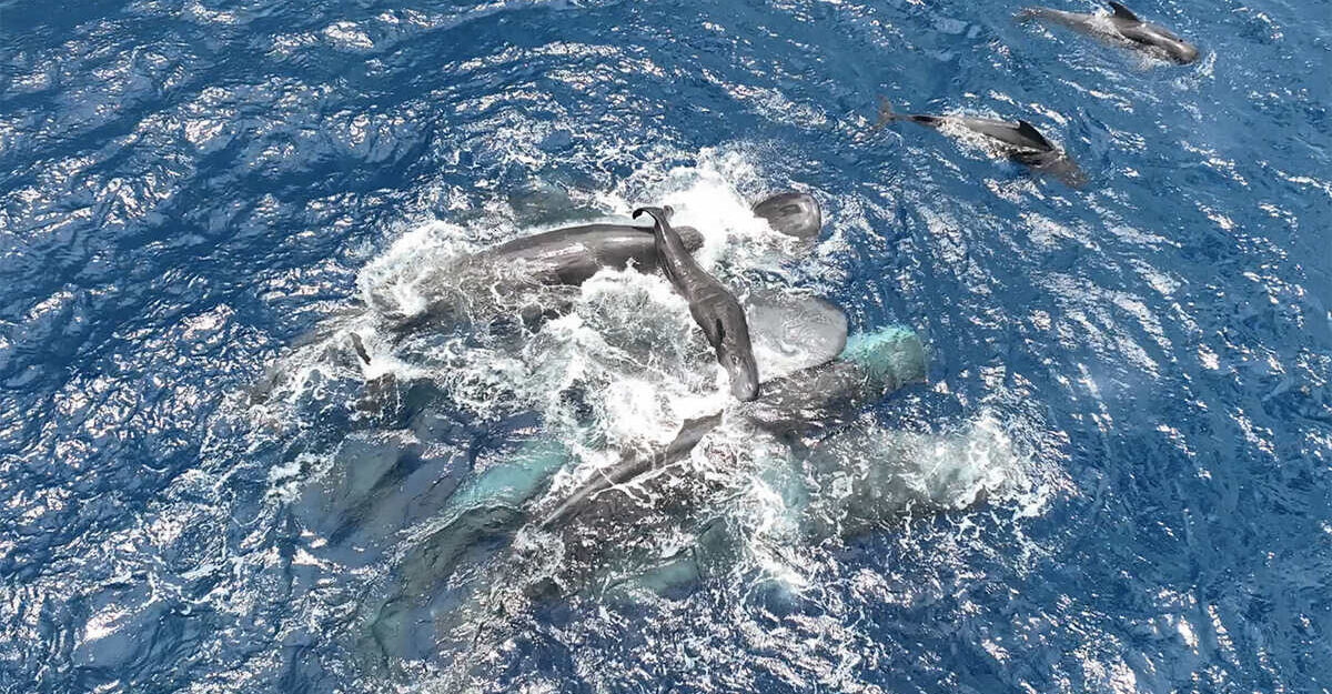 naissace-bebe-cachalot-couv