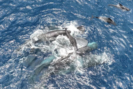 naissace-bebe-cachalot-couv