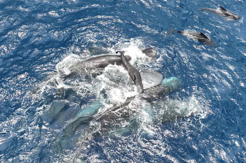 naissace-bebe-cachalot-couv