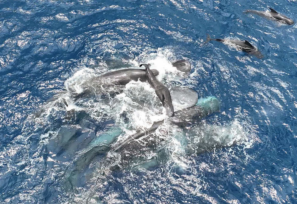 naissace-bebe-cachalot-couv