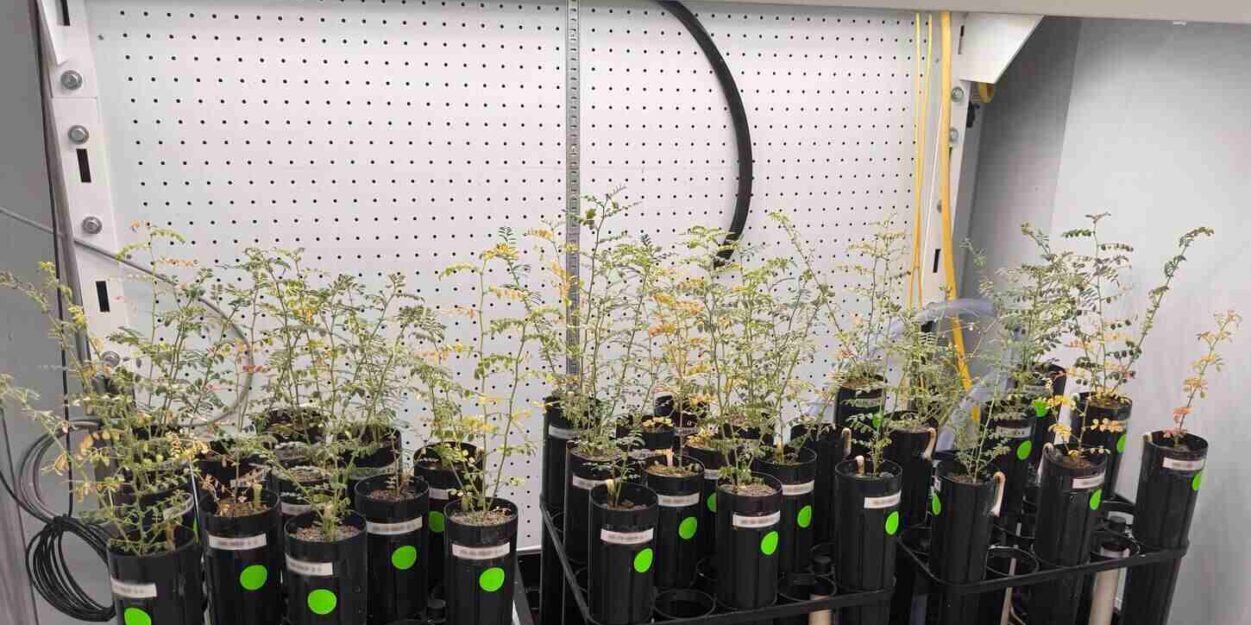 pois-chiches-sol-lunaire-couv