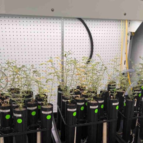 pois-chiches-sol-lunaire-couv