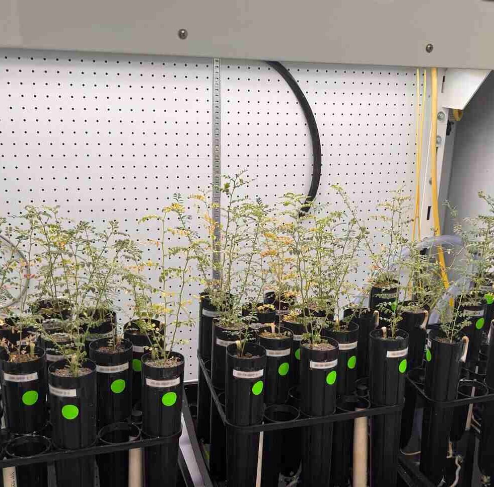 pois-chiches-sol-lunaire-couv