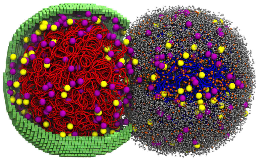 simulation-cycle-cellulaire
