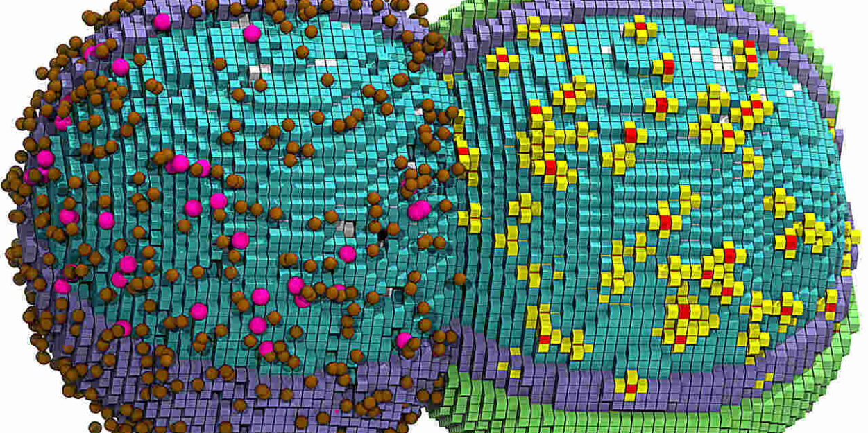 simulation-cycle-cellulaire-complet-couv