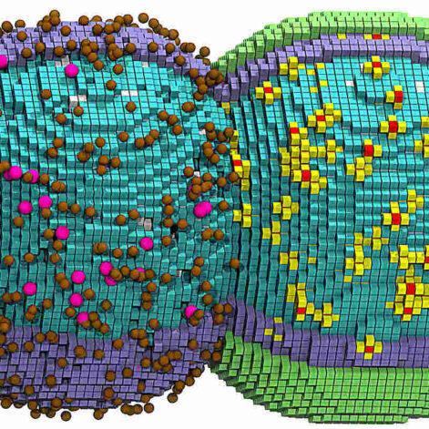 simulation-cycle-cellulaire-complet-couv
