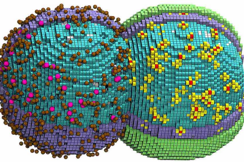 simulation-cycle-cellulaire-complet-couv