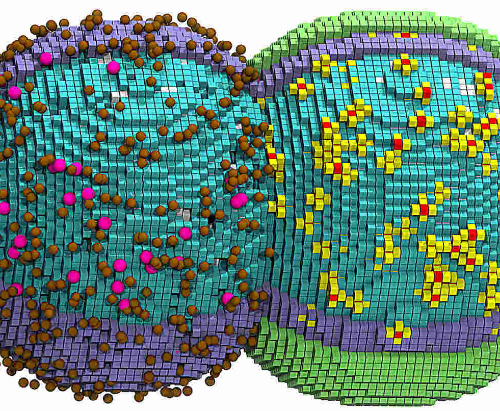 simulation-cycle-cellulaire-complet-couv