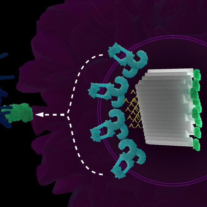 vaccins-adn-origami-arnm-couv
