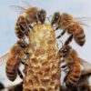 abeilles-reines-architectes-royales-couv