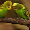 masturbation-oiseaux-naturel-couv