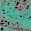 reseau-mycorhizien-millions-couv