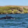 baleine-bosse-fleuve-couv
