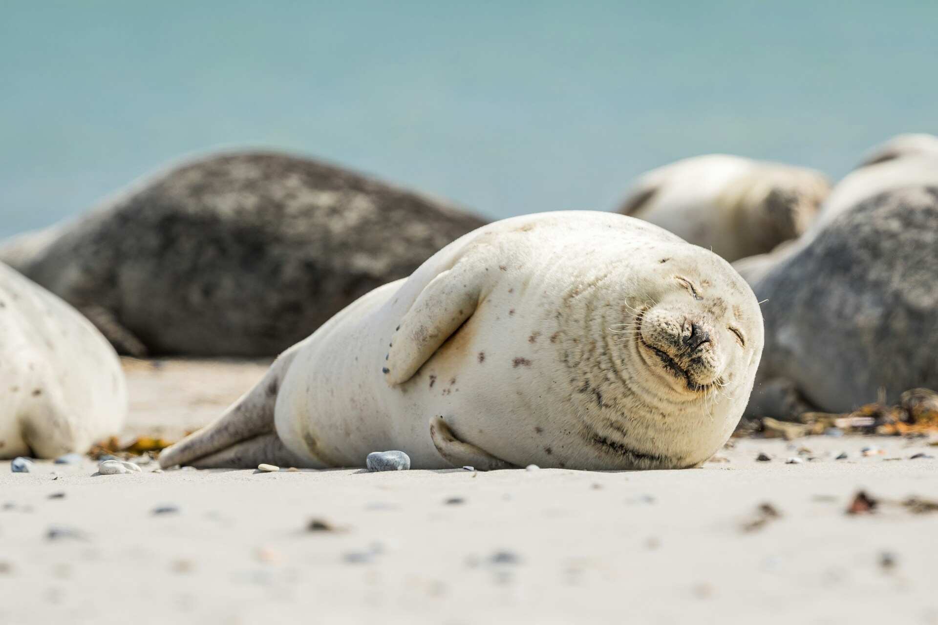 Australia Evacuates Research Station Over Avian Flu Seal Deaths - News Directory 3