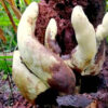 d-rex-champignon-geant-couv